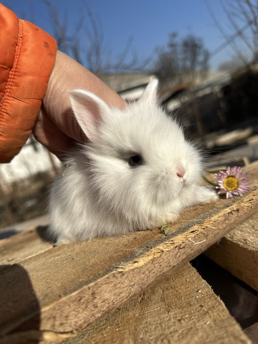 Кролики декоративные карликовые