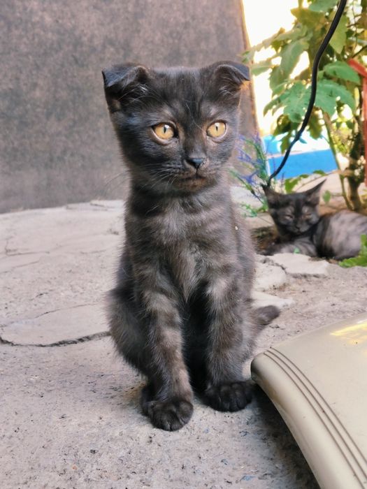 Шотландские котики 3 месяц
