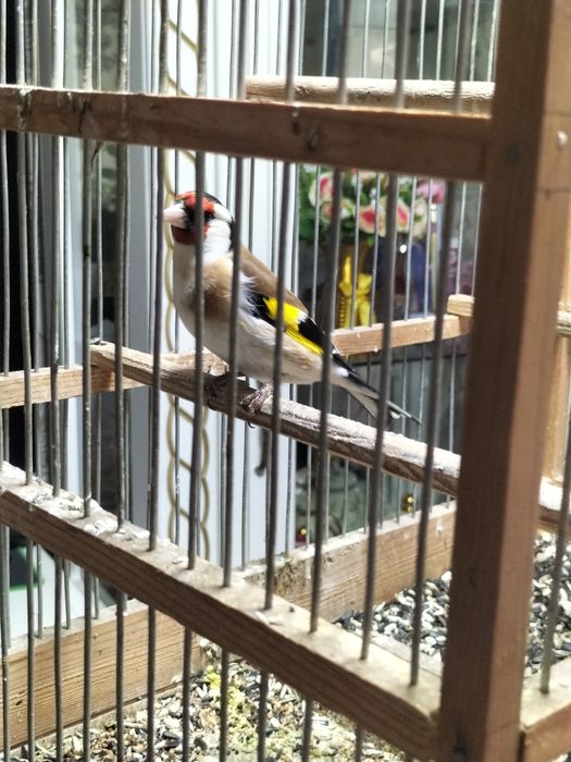 Щегол птица продаю