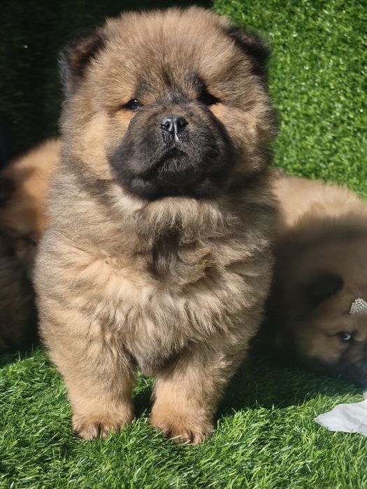 Очаровательные щенки Чау-чау