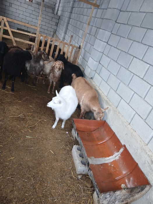 Орыс ешкі ұрғашы лағымен