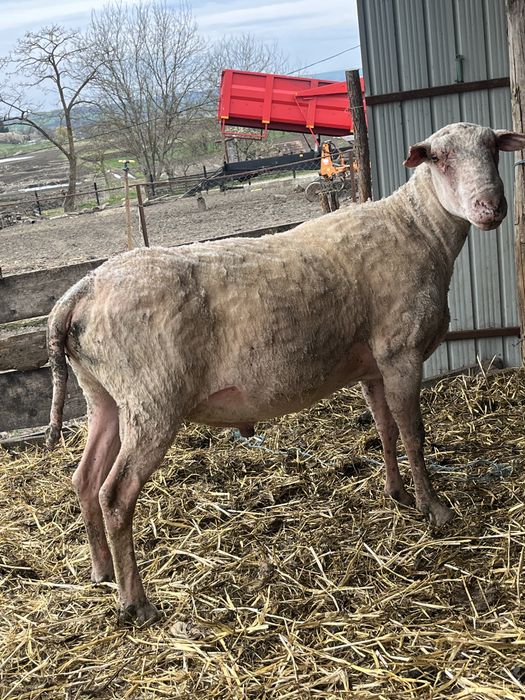 Berbec din rasa Friza