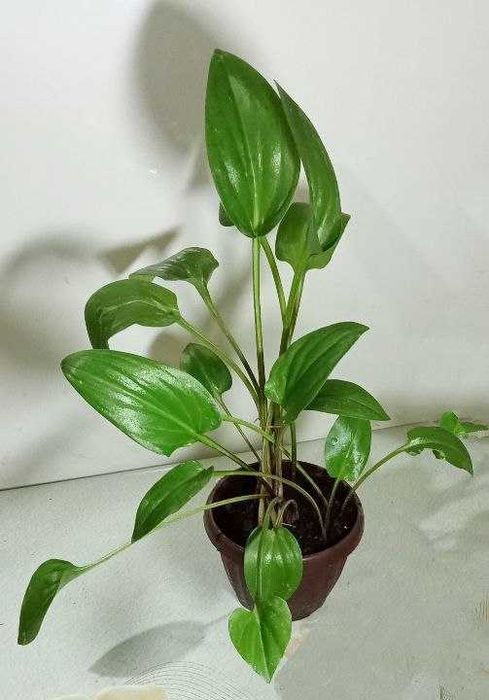 Продам. Дримиопсис : африканский красавчик.