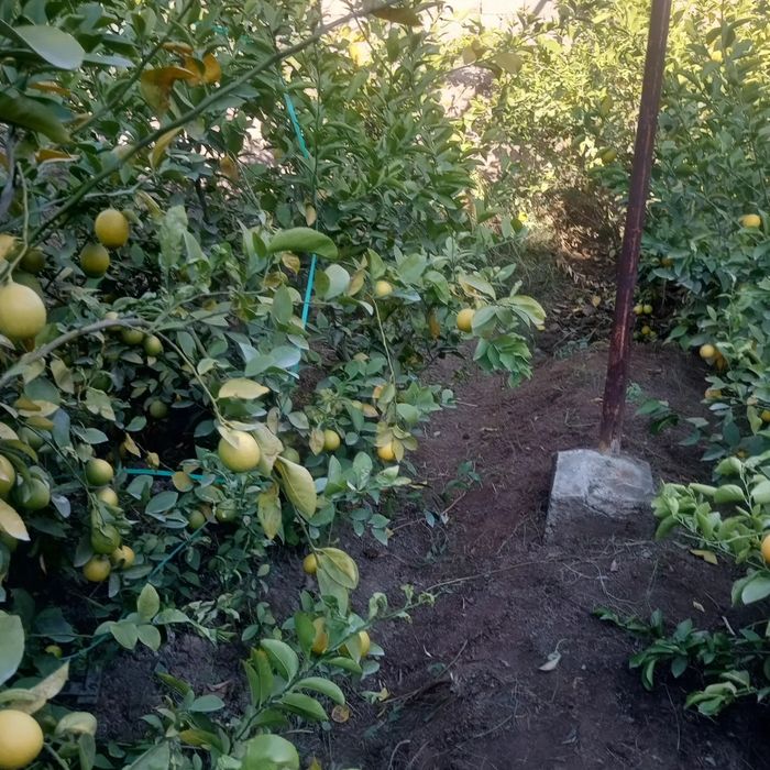 12 сотих Ховли сотилади