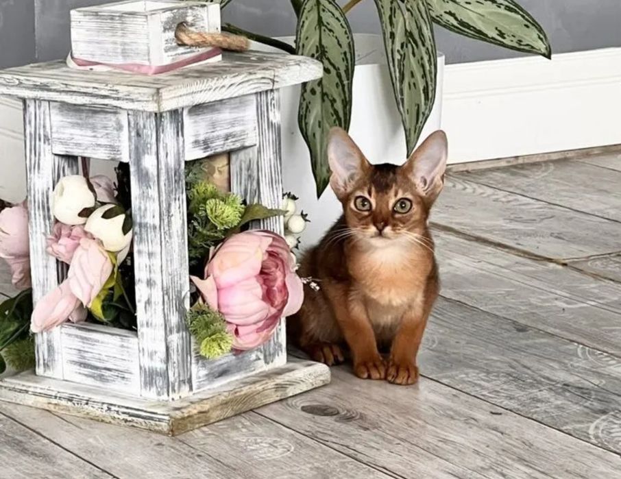 Абиссинские котята