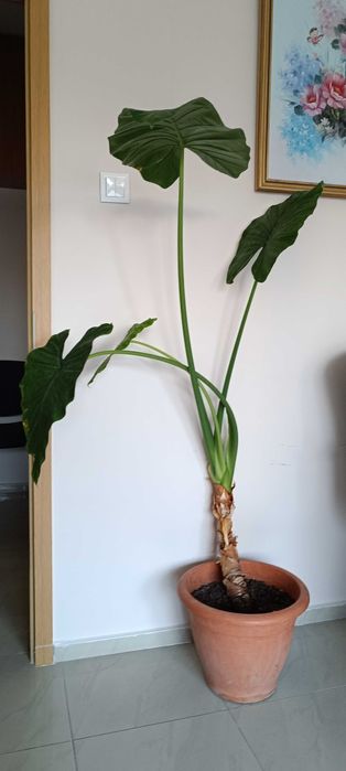 Трилистник - 150 см за дома или офиса