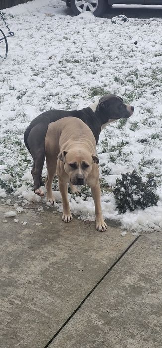 Puiuți de pitbul caută stăpâni