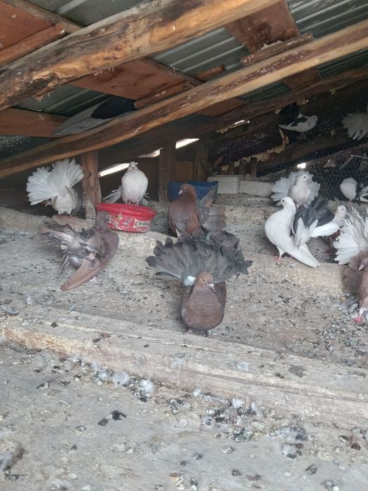 Porumbei Înfoiați de vinzare