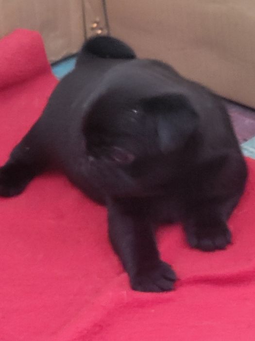 Продаются щенки мопса