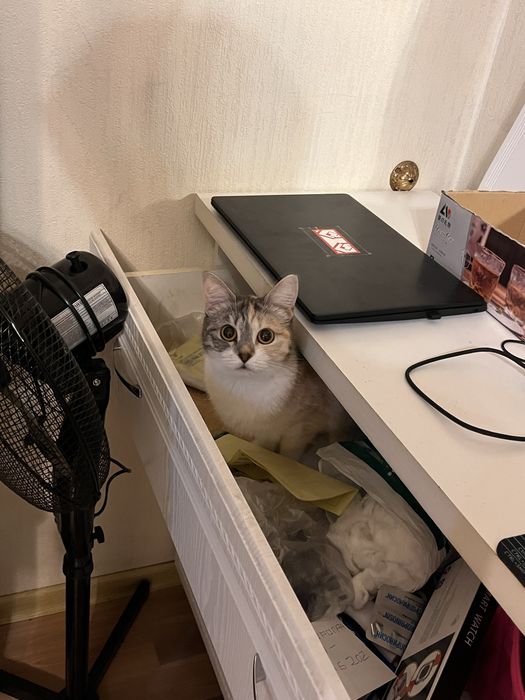 отдам кошку в добрые руки