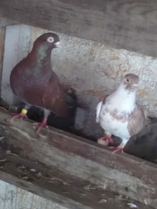 Vând  porunbei jucători de costanta