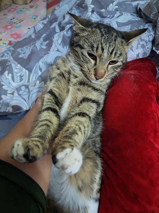 Mushuk Aqilli soglom