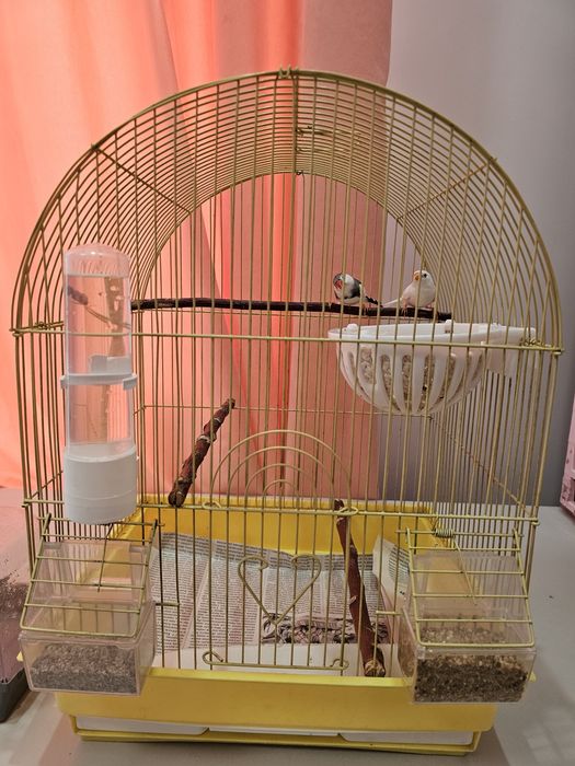 Птички амадины с клеткой