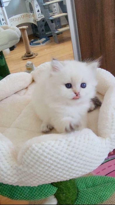 Fetita British Longhair alba cu ochi albastri - linie selecta