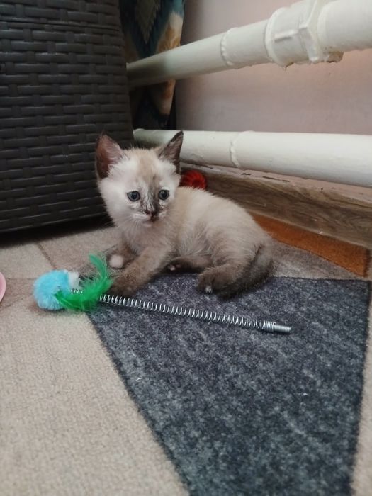 Отдам лучших котят