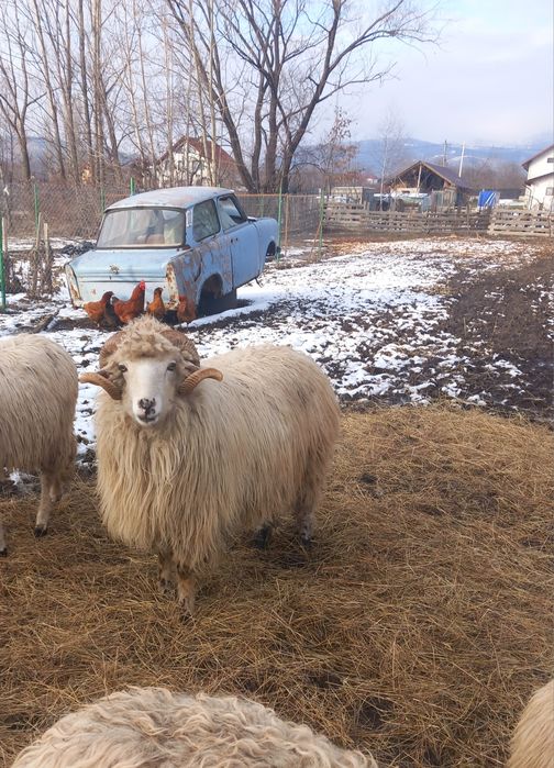 Berbec Bâl de 2 ani