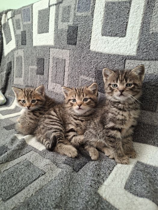 Британские котята