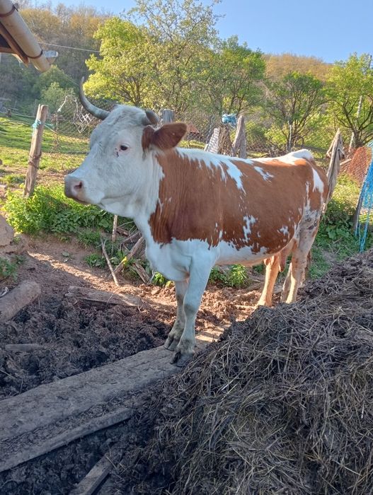 Vând vaca cu vițea