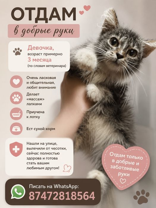 Отдам котенка девочку