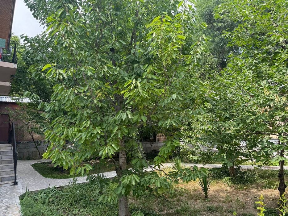 Ховли Ш.Руставели дом 5.6 сот,3 этажа