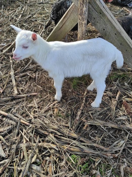 De vânzare o capră sannen