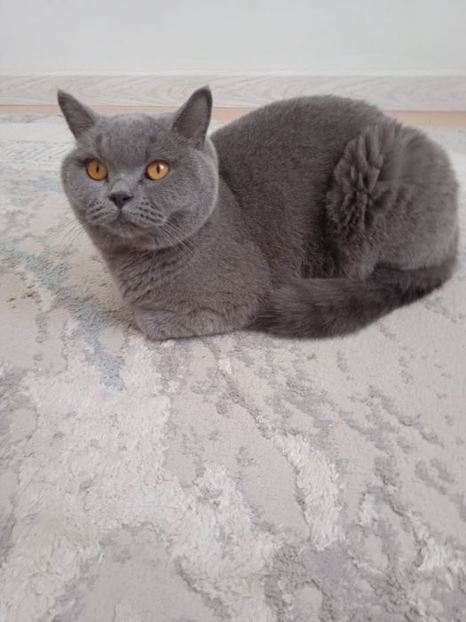 Отдам в добрые и заботливые руки породистого кота.