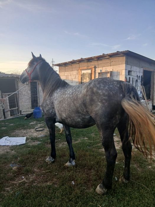 Iapă sură gestantă