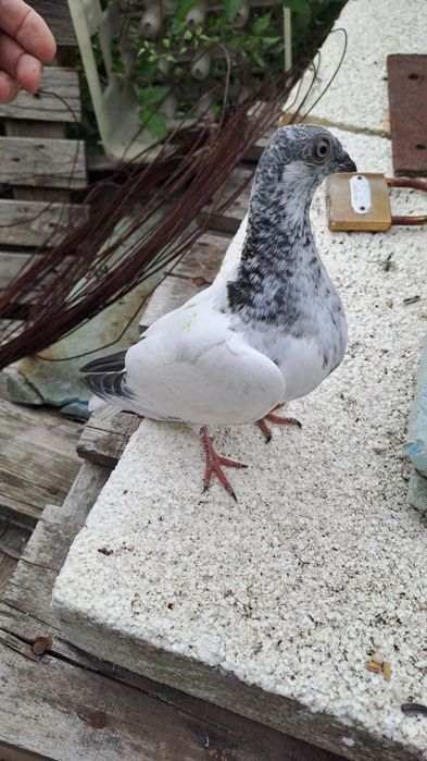 Будапещенски Унгарци