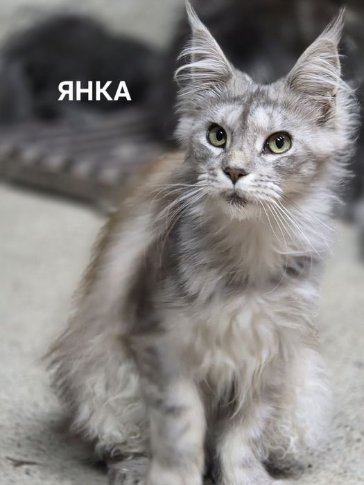 Котята Мейн-кун из питомника