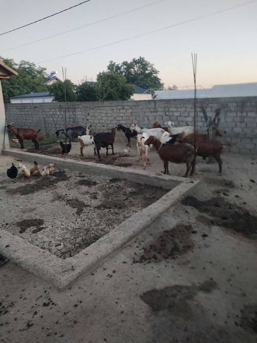 Capre și oi de vanzare
