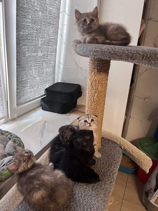 Котята шотландские