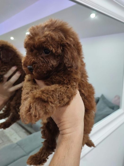 Пудел Той/Poodle Toy