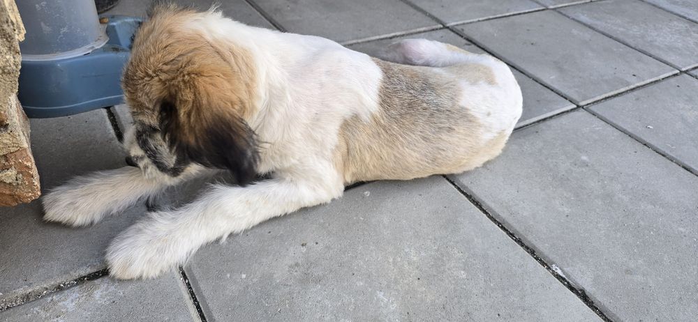 Schimb cu 2 berbeci metis saint bernard