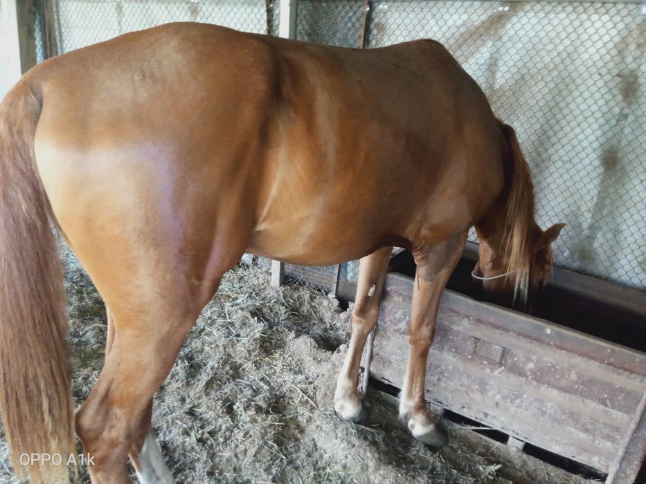 Жеребец по кличке Гулсары