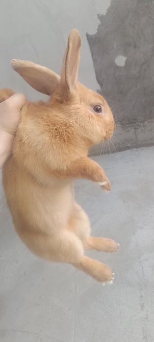 Кролик породы Рекс