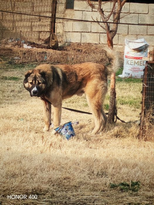 Тобет сатылады жасы 1жас 1 ай