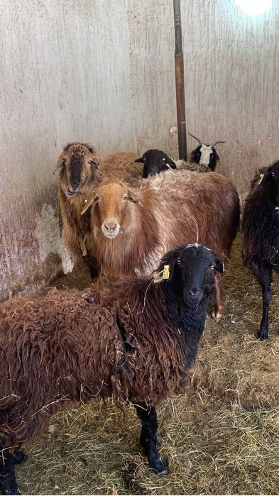 Қойлар сатылады продаются овцы