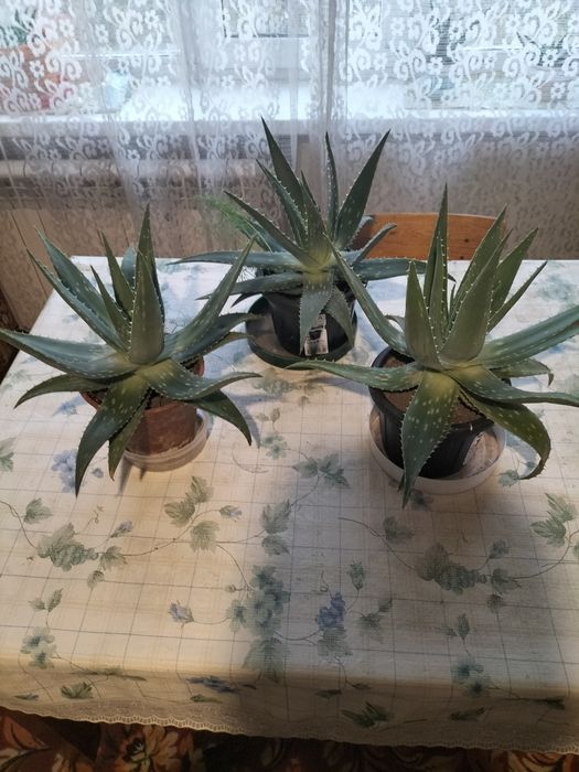 Алое лечебный Вера