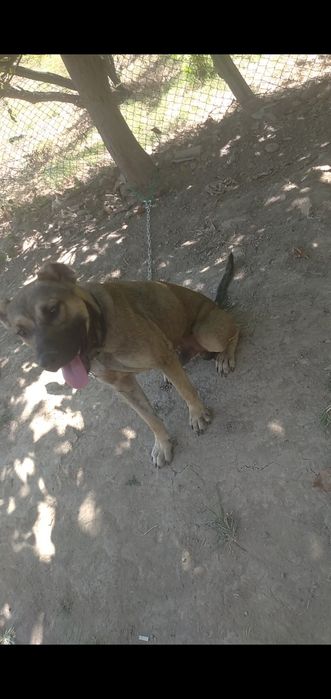 Gibrit qozoqi,stafer 6 oylik 1yosh