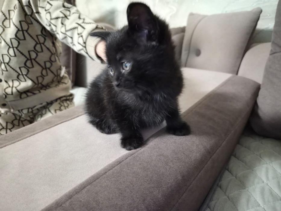 Котята бесплатно котики
