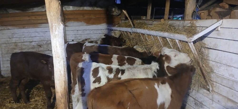 Vând viței înțărcati