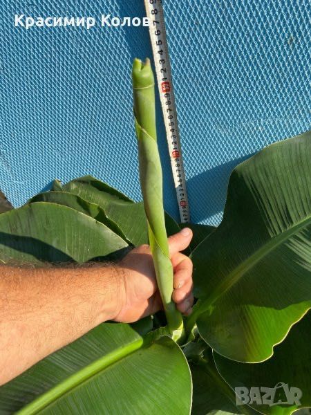 Банан ядлив джудже, Musa acuminata 'Dwarf Cavendish', растения