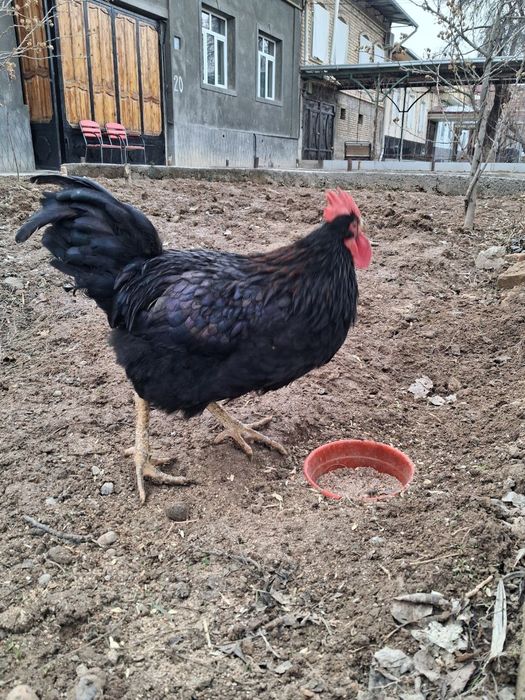 Astiralot gigant qora shaxzoda