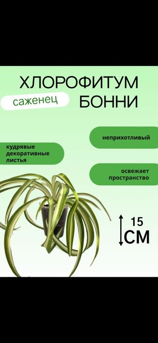 Комнатные цветы.