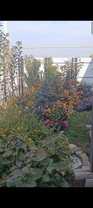 Продам ель ,елку