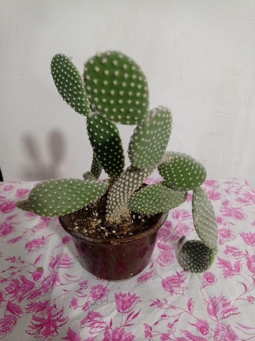 Комнатные растения.