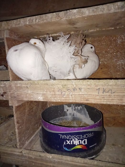 Голуби,кептер,павлины пара