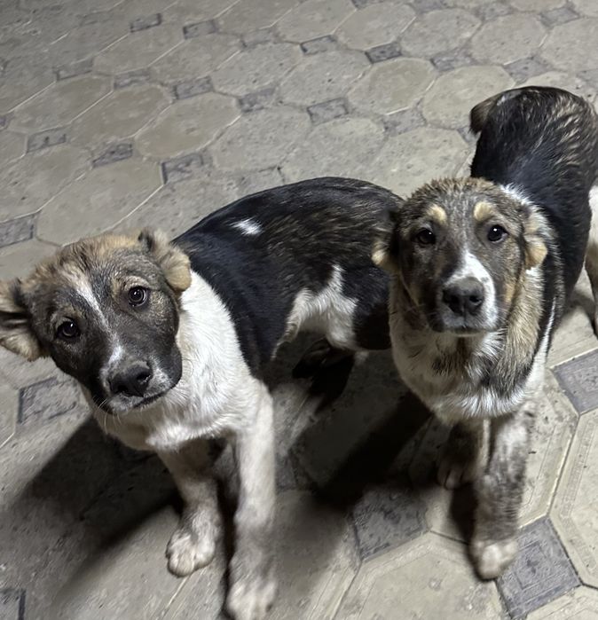 Щенятв сао алабай