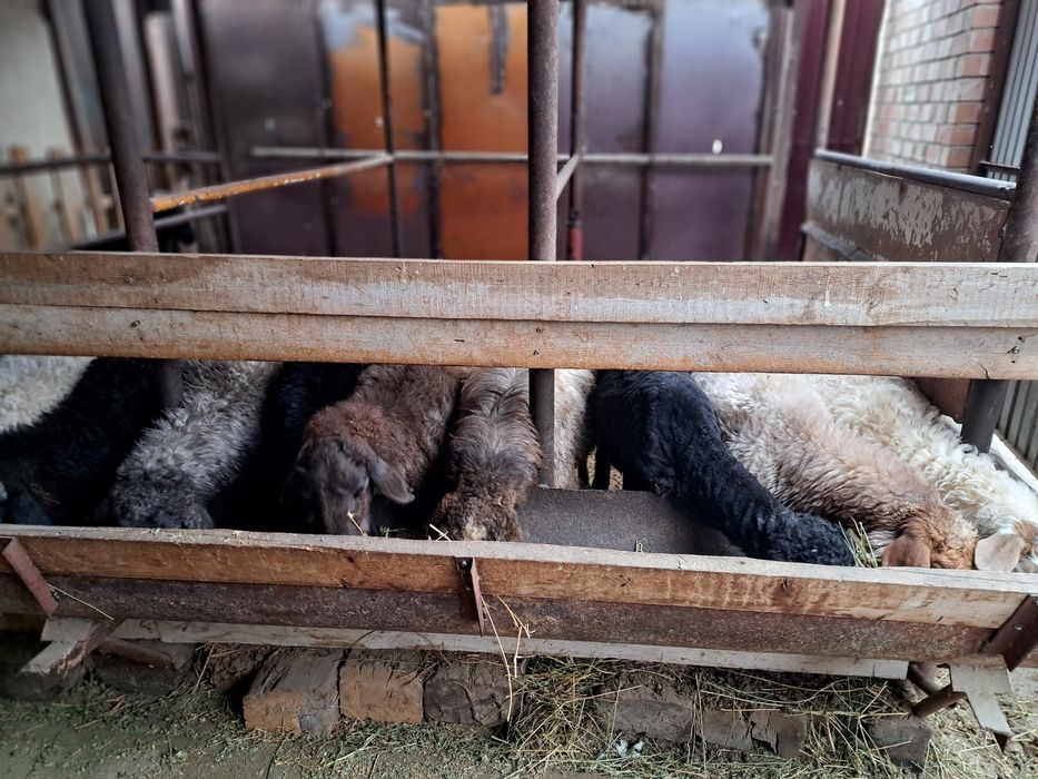 Қой , тоқты сатылады.