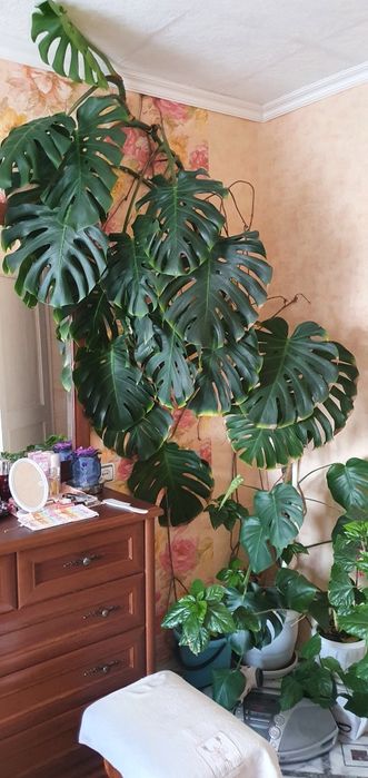 Растение Монстера